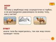 Верблюд