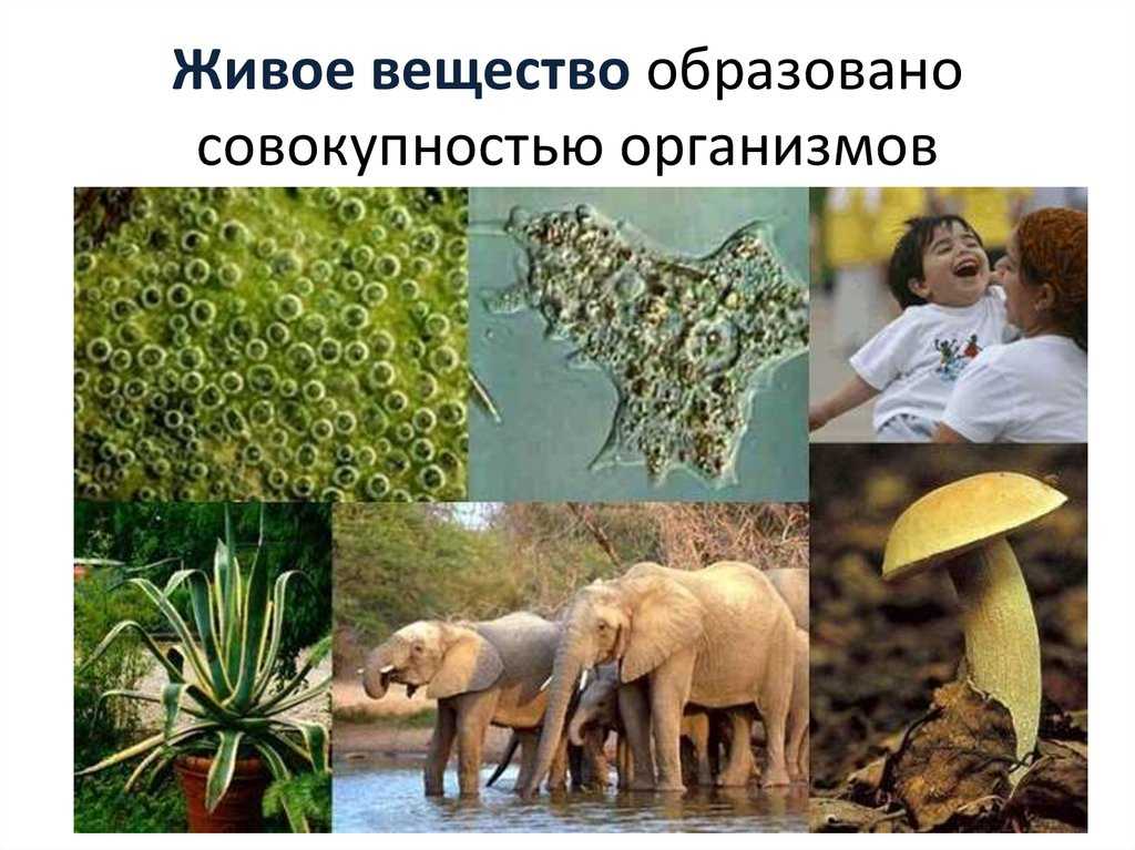 Биосфера | экосистемы и присущие им закономерности | теория | решутест. продвинутый тренажёр тестов