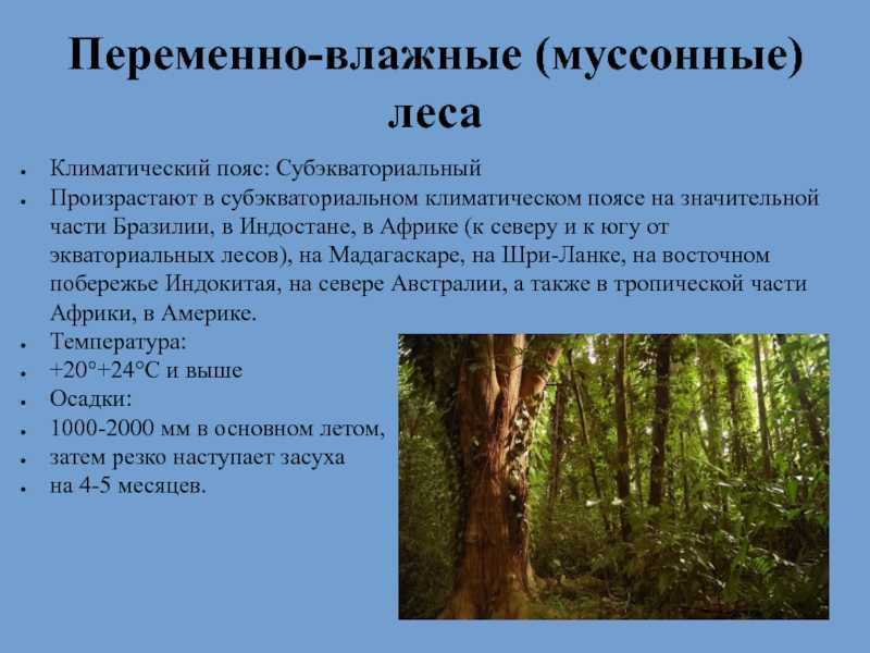 Смешанные леса – растительный и животный мир, особенности климата, зоны