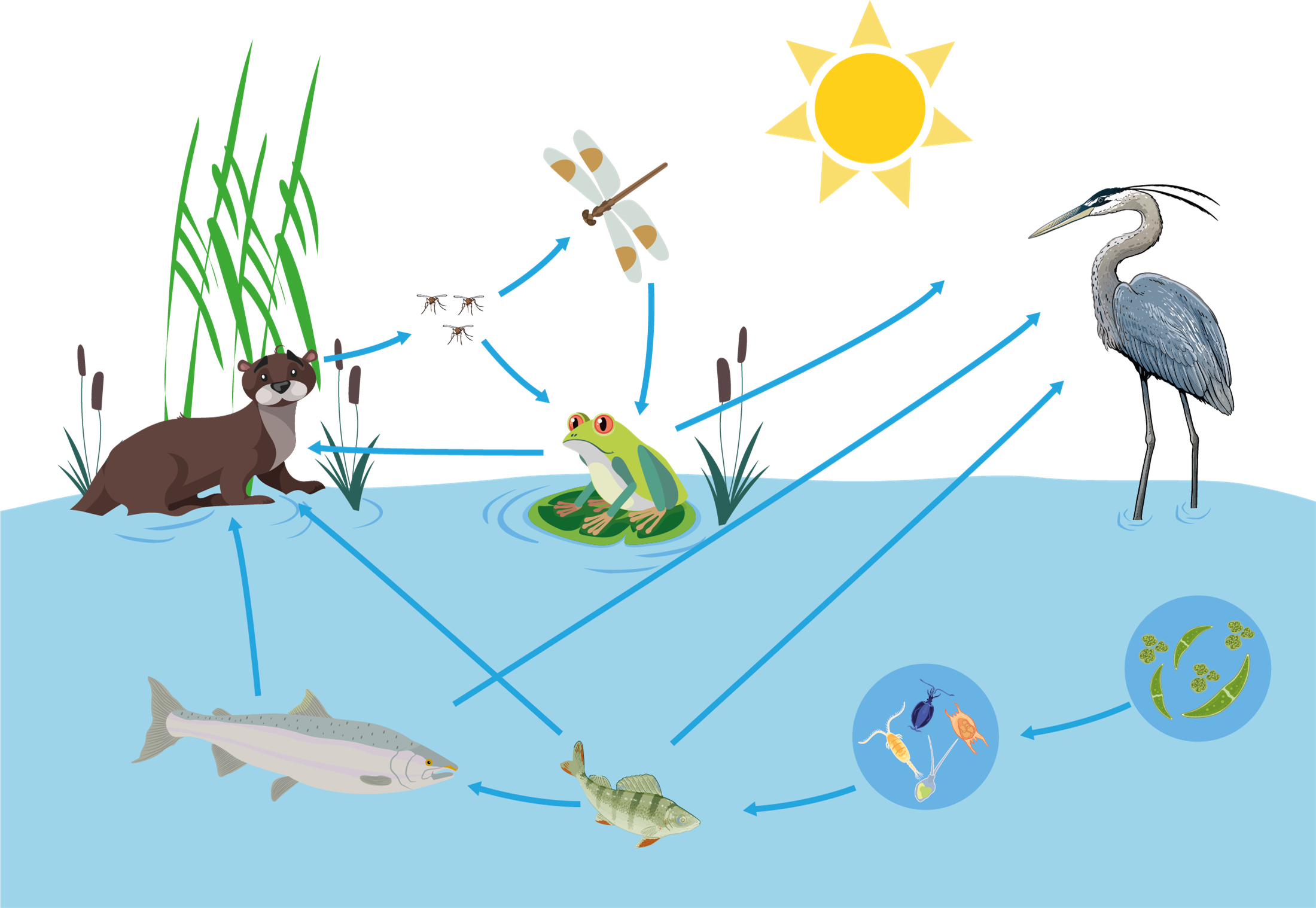 Цепи питания на озерах. Зоопланктон и фитопланктон цепи питания. Составь 2 трофические цепи фитопланктон. Пищевая цепь. Пищевая цепочка.