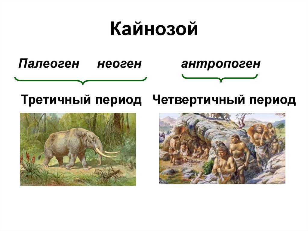 Кайнозойская эра: все, что вам нужно знать | сетевая метеорология