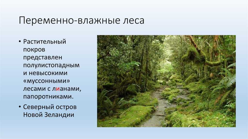 Муссонные леса: описание, климат, фауна и интересные факты Муссонные леса - это огромные зеленые территории с сочной растительностью и богатым животным