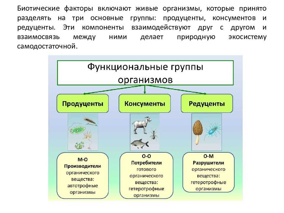 Экосистема, ее компоненты. цепи питания. разнообразие и развитие экосистем. агроэкосистемы.