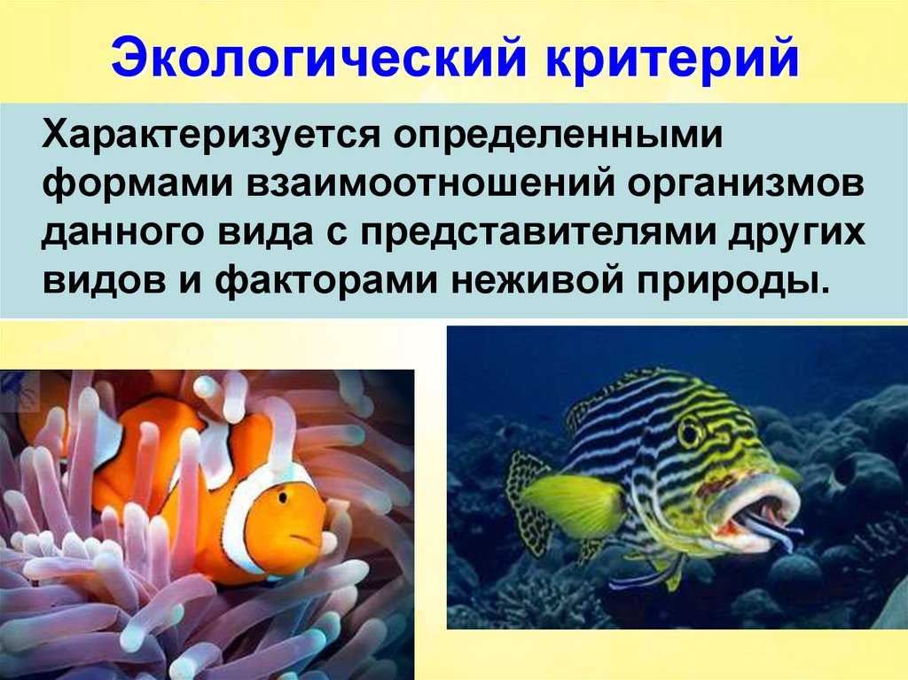 Характеристика критериев вида (биология, 11 класс)