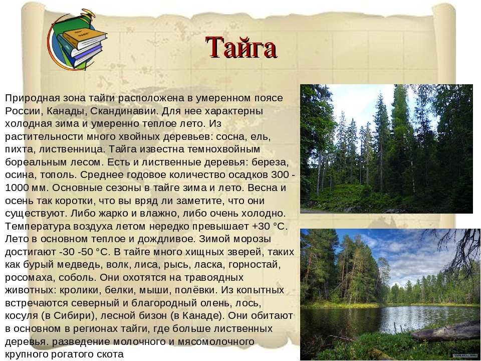 Природная зона тайги