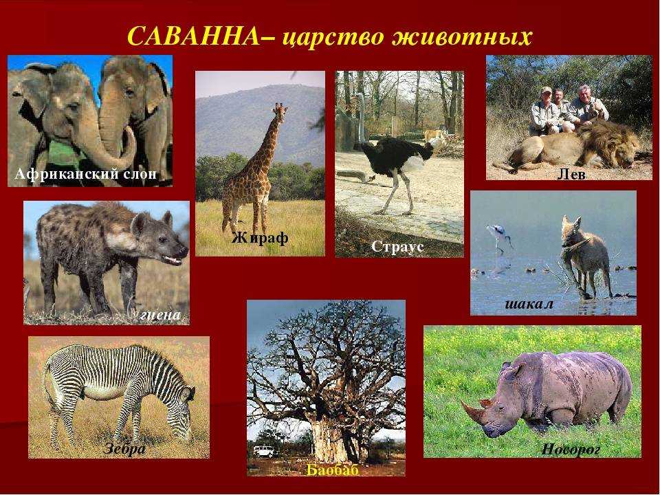 Природная зона саванн и редколесий – план описания и характеристика