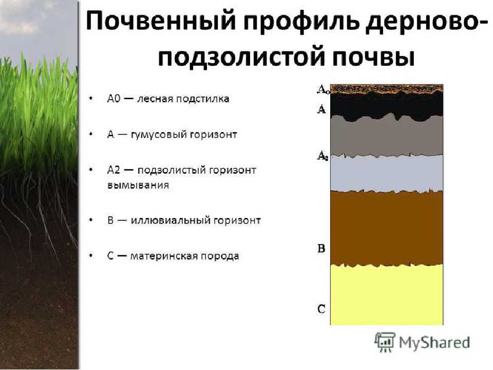 Подзолистые почвы и другие виды грунта: где расположены, свойства и что на них растет - tarologiay.ru