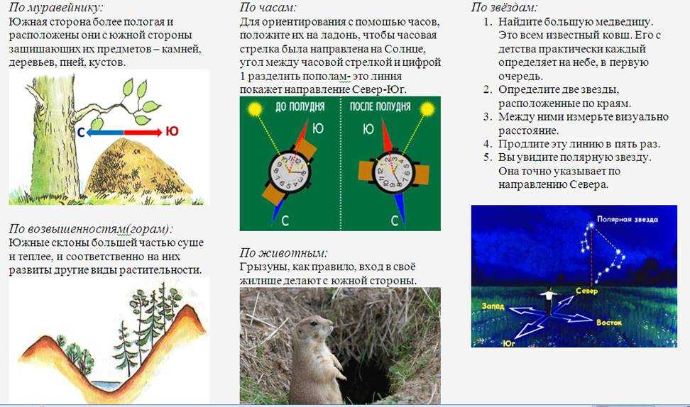 Спортивное ориентирование — что это за вид спорта: виды, правила, экипировка, история