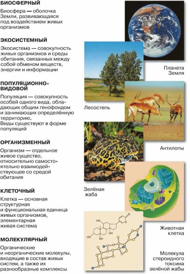 Что такое уровни организации живой материи?