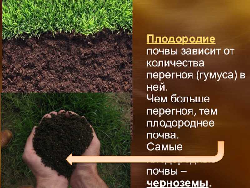 Что такое почва. плодородие и удобрение почвы