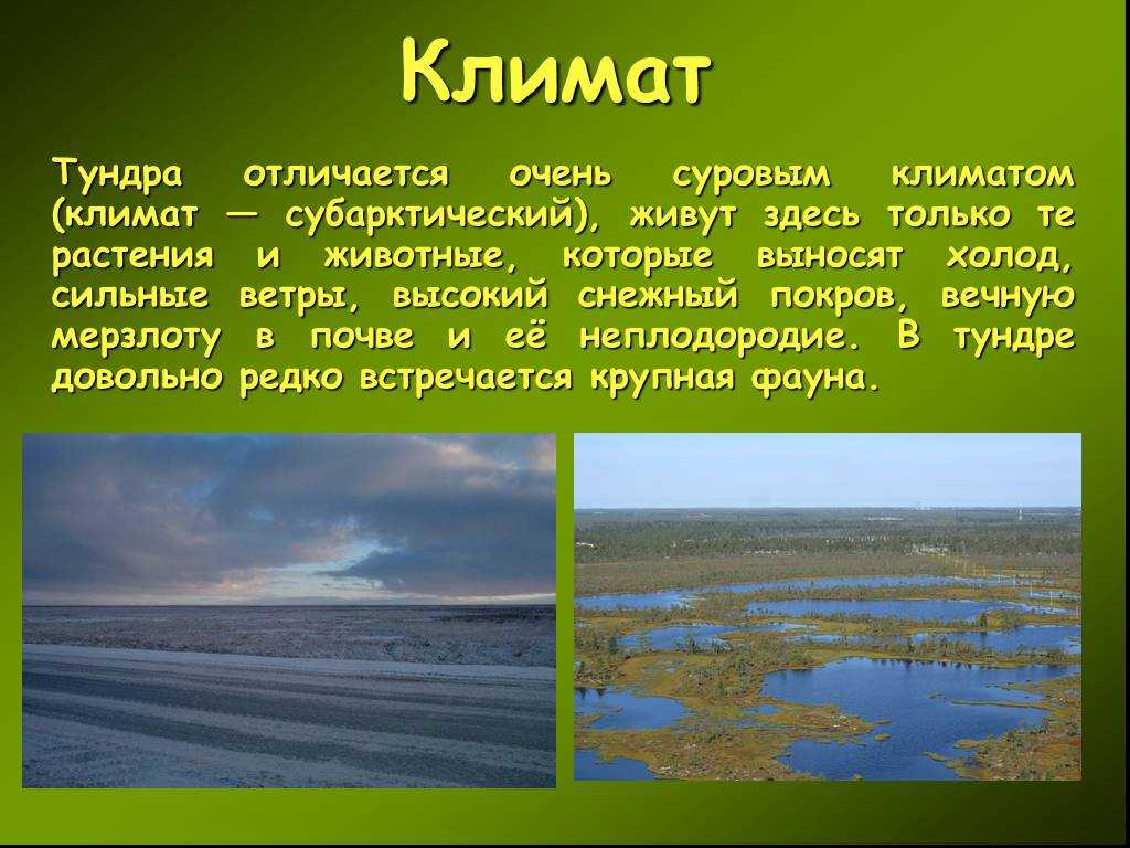 Тундра - растения, животные, фото и названия, климат, факты