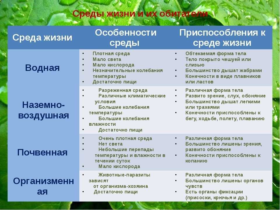 Лесные ландшафты и его составляюще презентация, доклад, проект