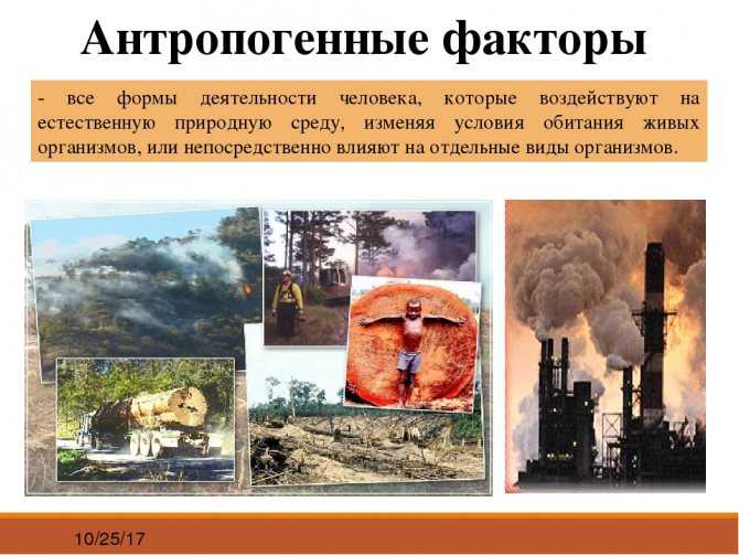 Влияние человека на природу и экологию земли