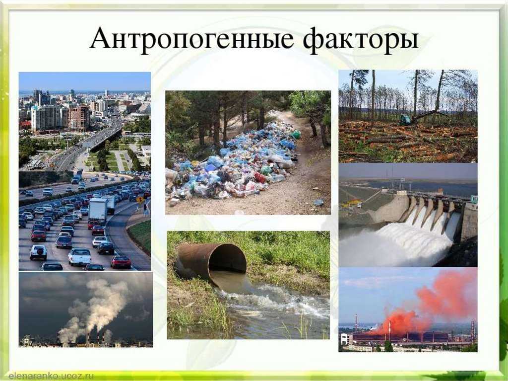 Примеры антропогенного воздействия на окружающую среду