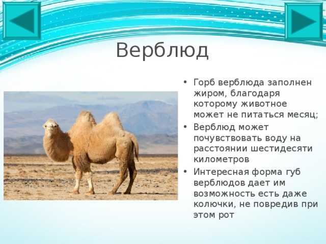 Как верблюды выживают в вечной мерзлоте алтая - зима - info.sibnet.ru
