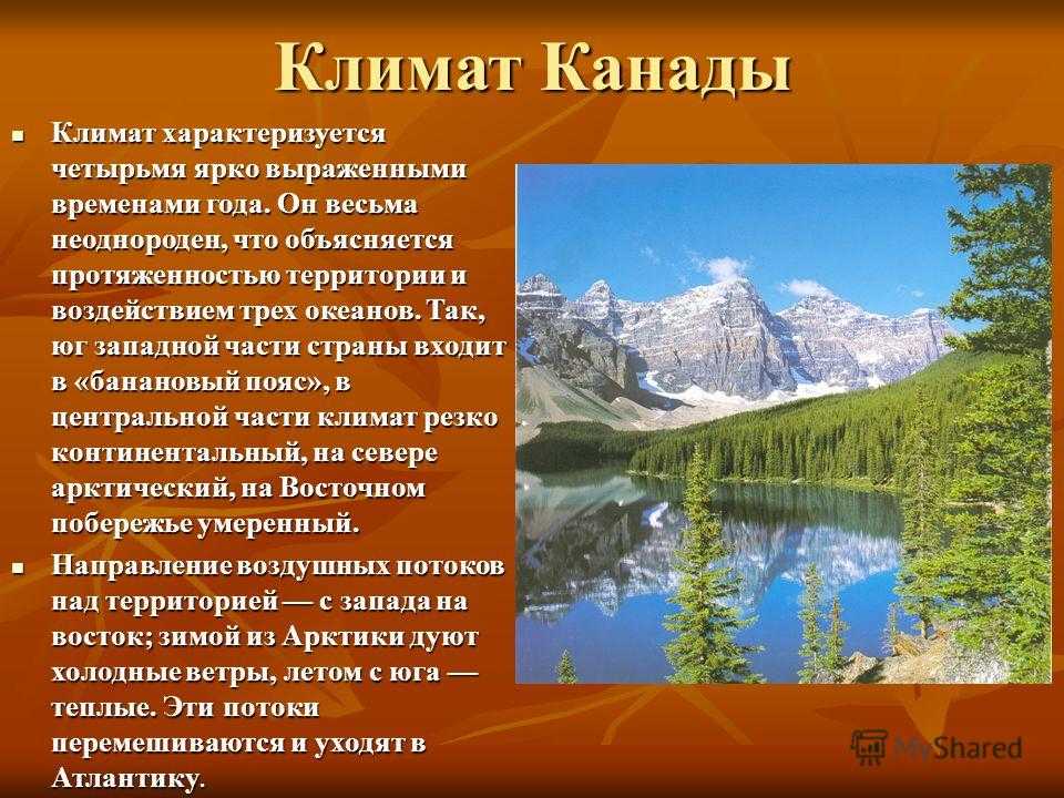 Флора и фауна канады: основные виды - наука - 2023