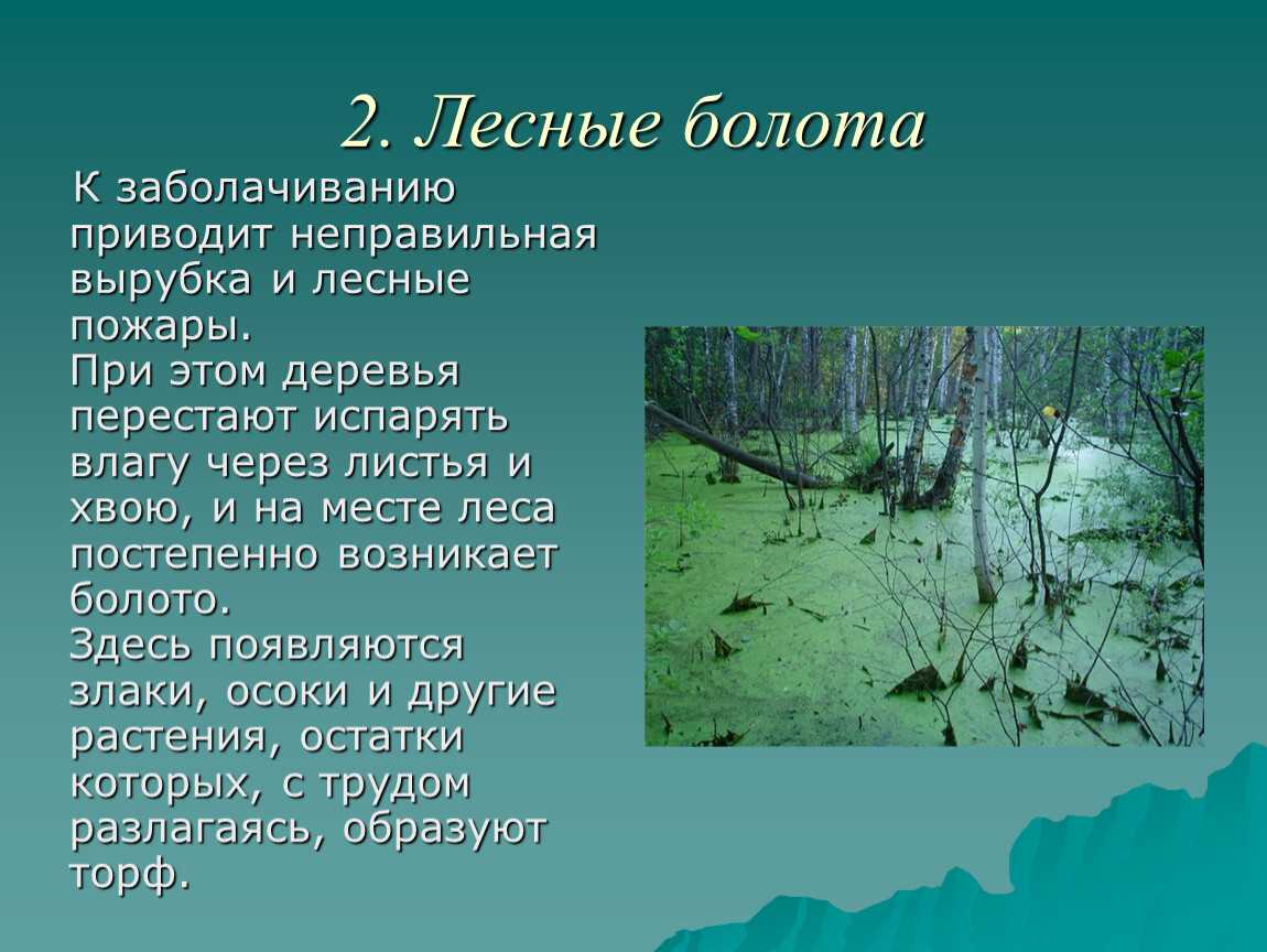 Эффективная мелиорация болотной территории: цели и методы