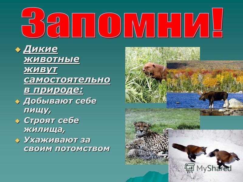 Животное медведь: описание, его образ жизни и повадки