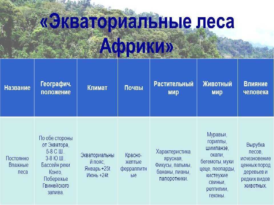 Субэкваториальный пояс: климат, страны, природные зоны, почвы, леса, растения и животные