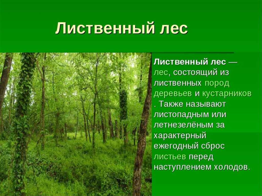В какой природной зоне преобладают хвойные деревья. Описание леса. Описание лиственного леса. Доклад про лес. Что такое лес картинка с описанием.