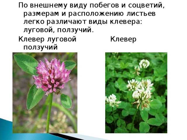 Лабораторные и практические работы по биологии (9 класс). лабораторные работы.9 класс