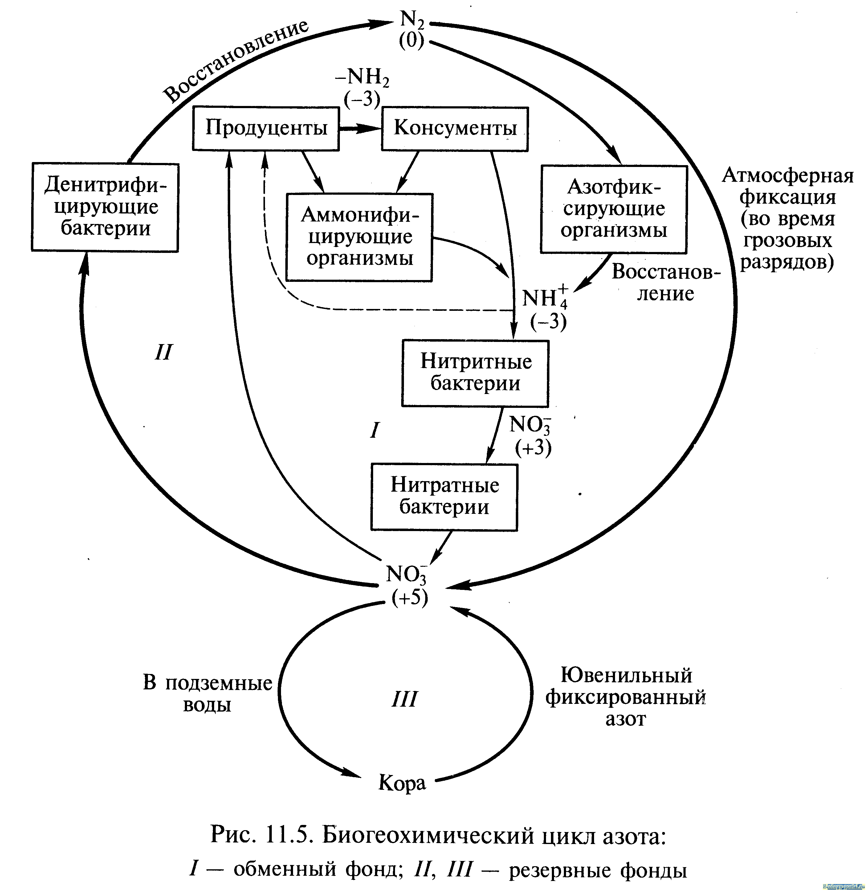 Цикл воды в организме. Биогеохимический цикл кислорода схема. Схема круговорота биогеохимического цикла азота. Биогеохимический цикл азота схема. Биогеохимические циклы элементов.