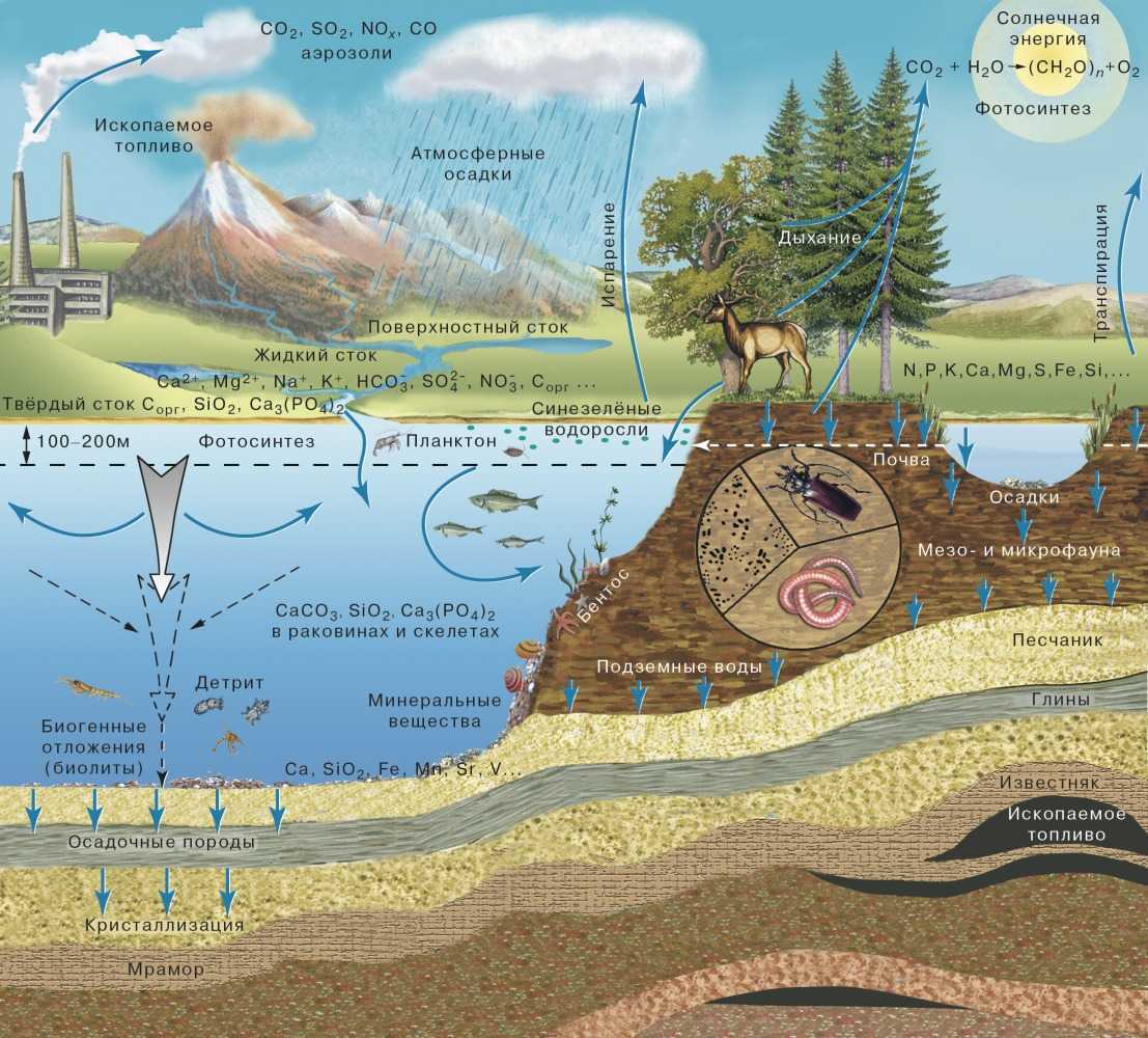 Какие типы вещества выделяют в биосфере. Биогеохимический цикл воды схема. Круговорот биогеохимических циклов. Биогеохимический круговорот углерода в биосфере. Биогеохимические циклы в биосфере.
