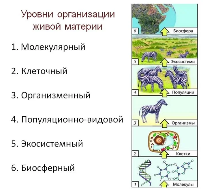 Какой уровень живой материи пропущен. Таблица по биологии уровни организации живых систем. Уровни организации живой материи схема. Уровни организации живой материи (от молекулярного до биосферы).. Уровни организации живой природы схема.