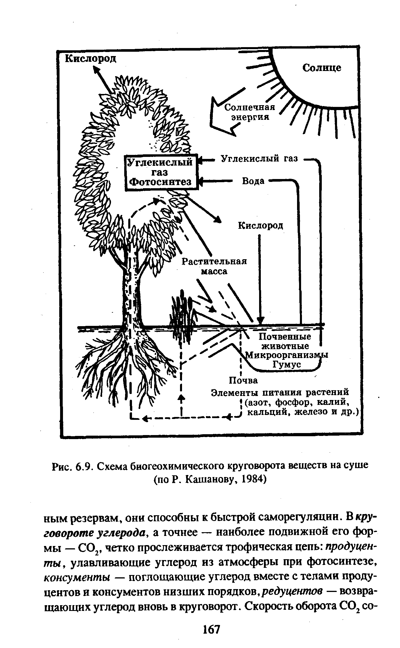 Что такое биогеохимический цикл? какие виды круговорота веществ существуют в природе?