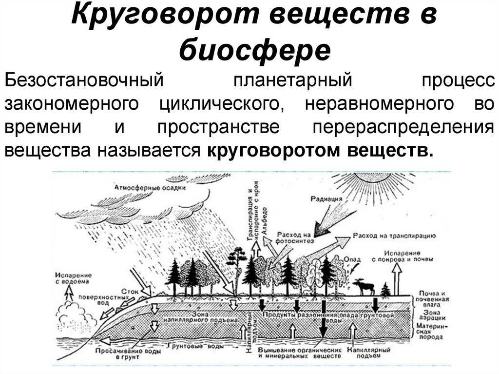 Геологический и биологический круговороты веществ