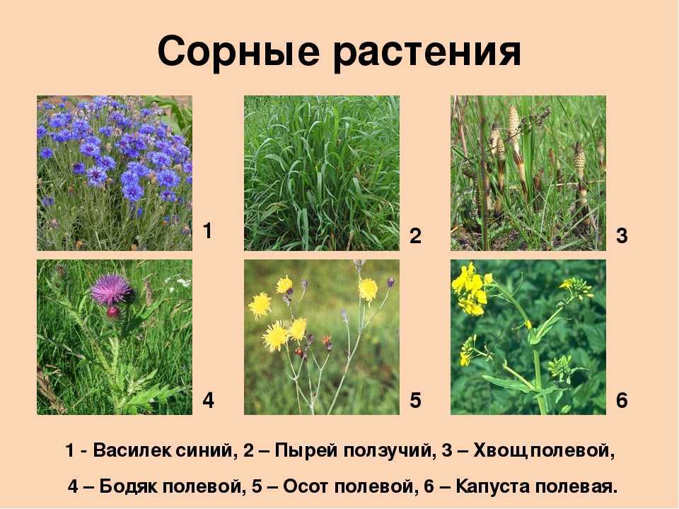 Луговые растения