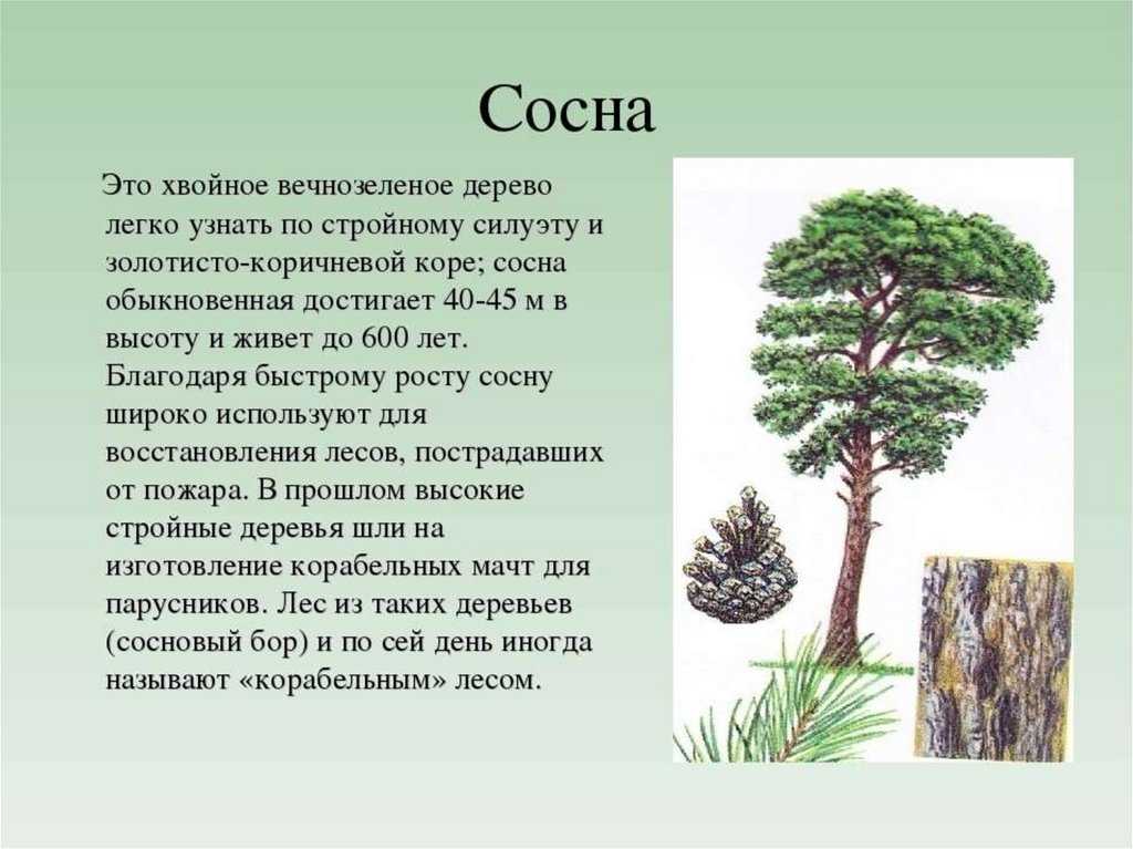 Какие леса распространены на территории россии? типы и описание