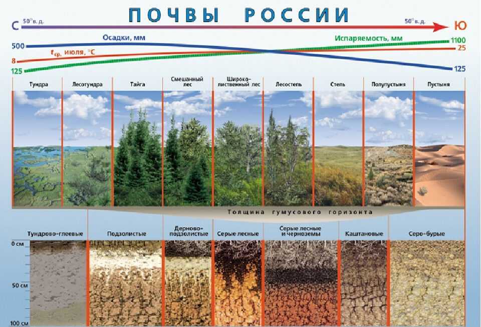 Центрально-черноземный район россии
