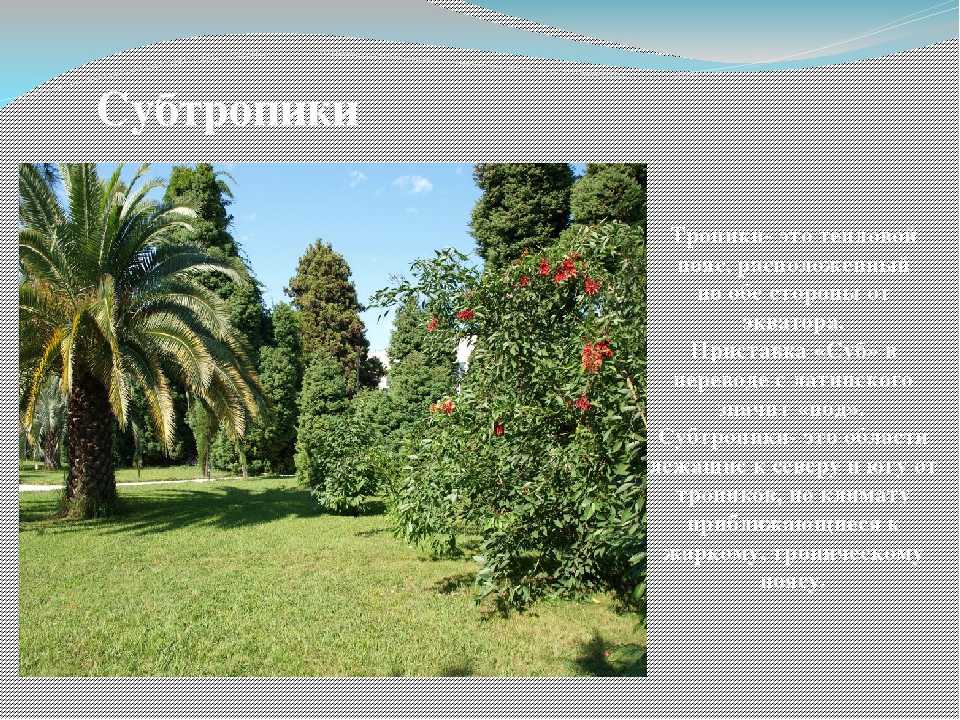 Зона субтропиков в россии: географическое положение, характеристика