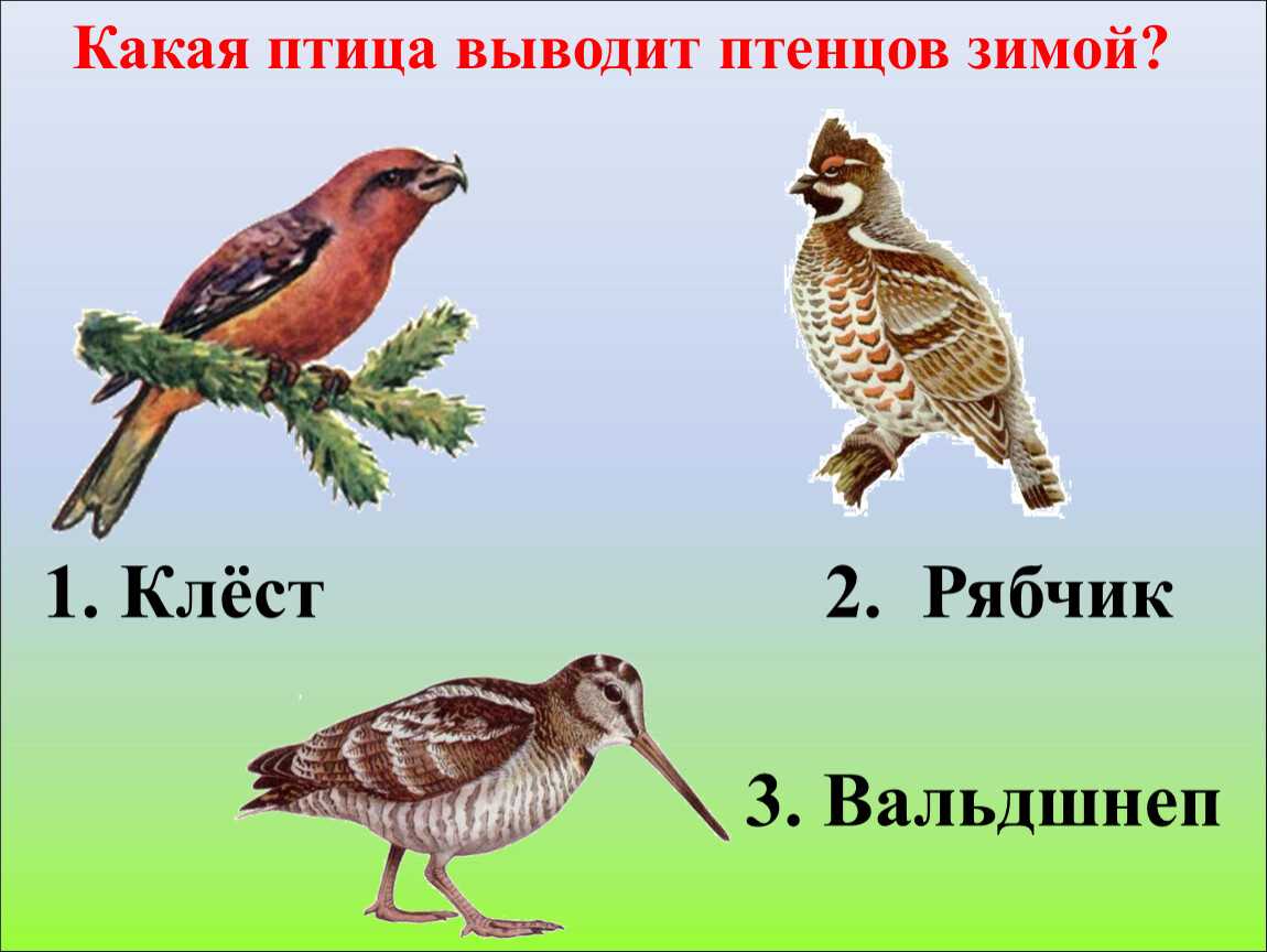 Зимующие (оседлые) и кочующие птицы: список видов, названия, фото и характеристика