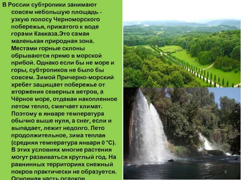 Субтропики - интересные факты