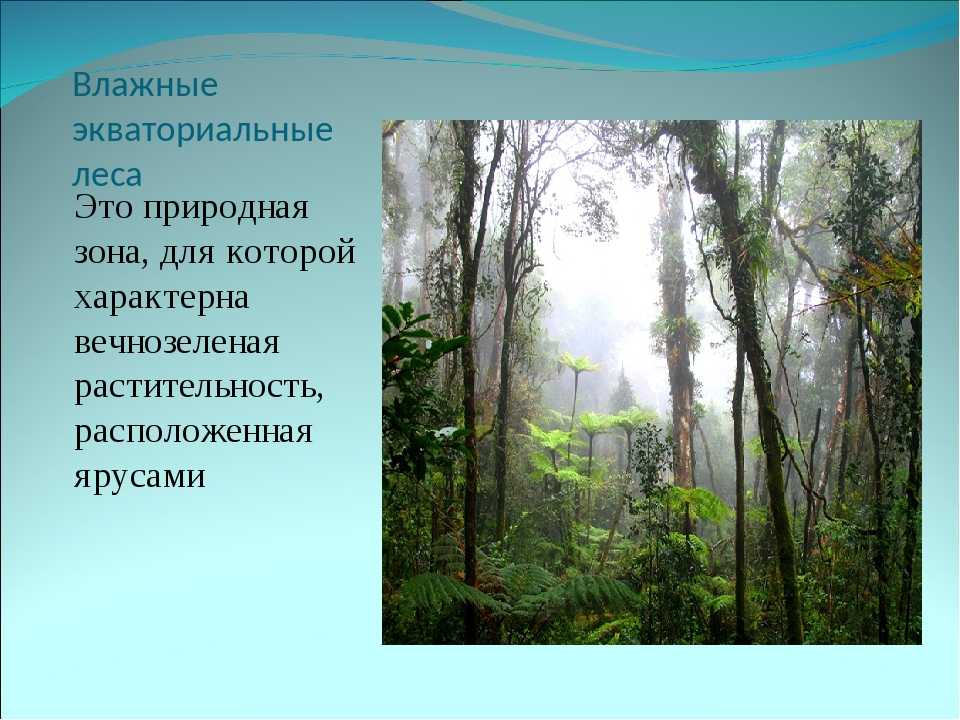 Природные зоны субэкваториального пояса: описание, особенности, животный и растительный мир