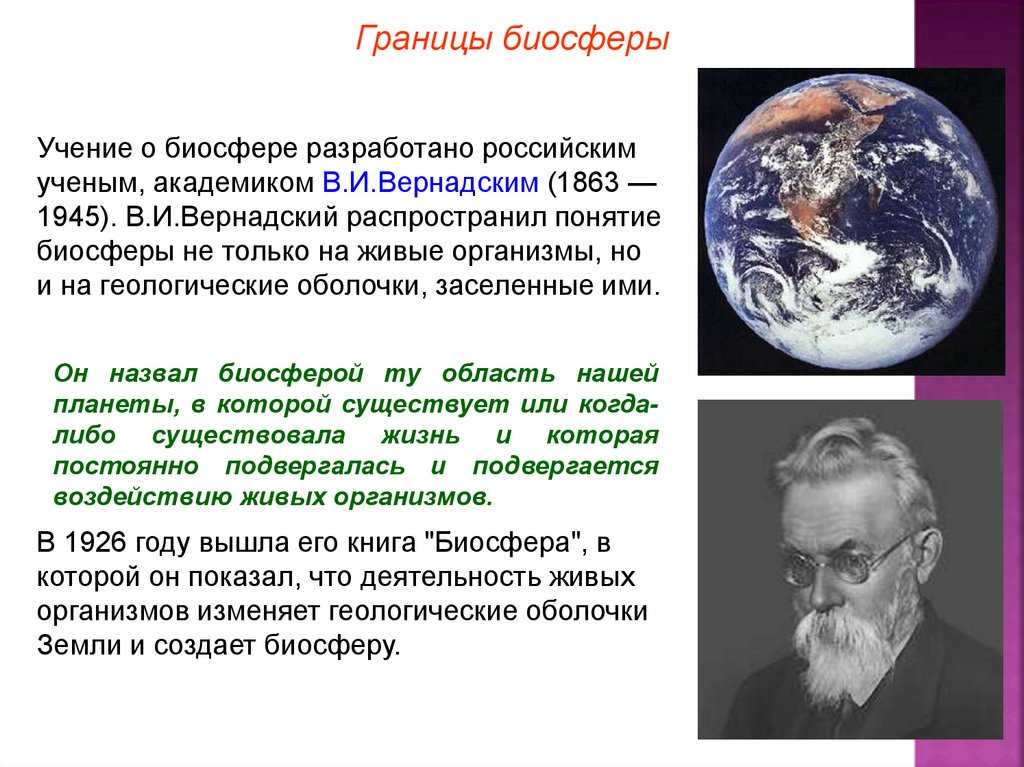 Эукариоты на сайте игоря гаршина. протисты