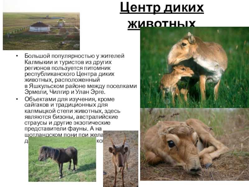 Географическое положение калмыкии: местоположение и природные особенности