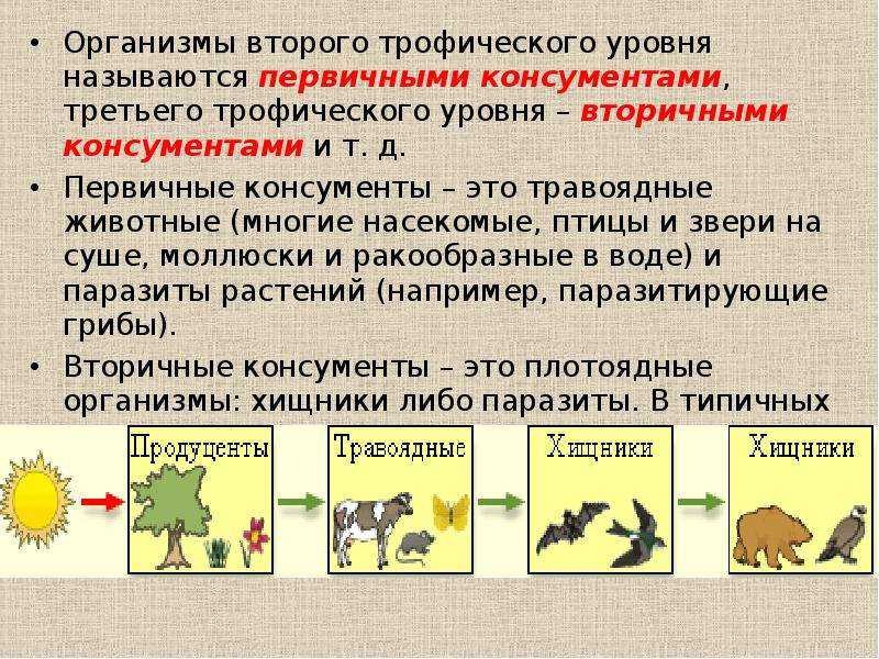 Консументы в экологии — кто это такие, роль в экологии, консументы 1, 2, 3 порядка