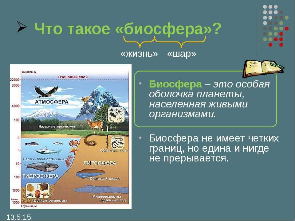 Биосфера — живая оболочка земли