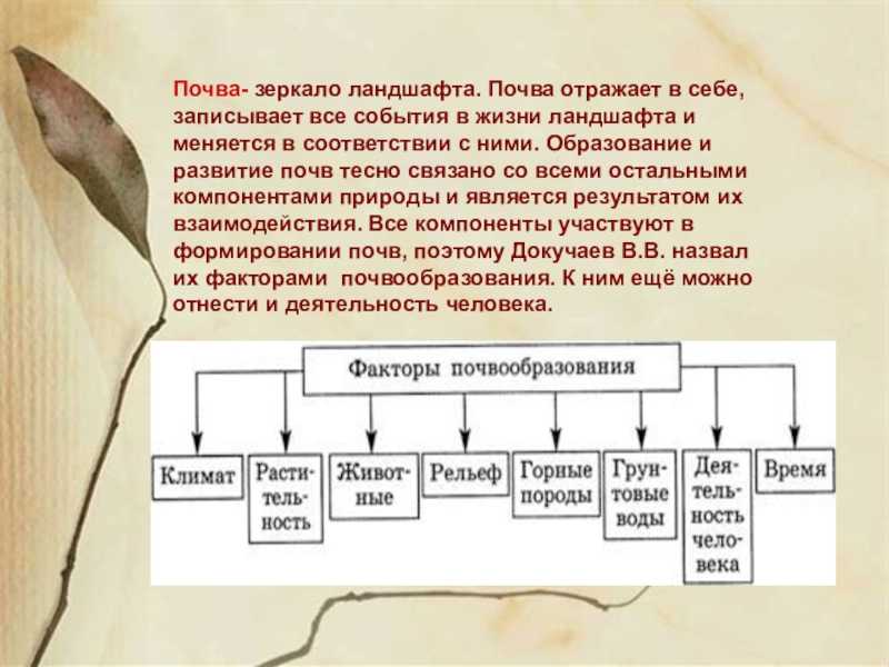 Почему почвы являются зеркалом ландшафта: основные причины и значения