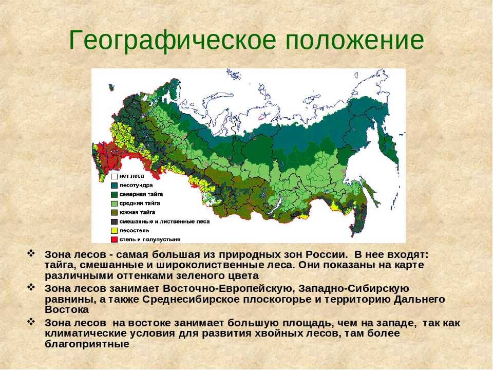 Тест смешанные леса. Где на карте находится смешанные и широколиственные леса. Зона смешанных и широколиственных лесов на карте России. Зона расположения смешанных и широколиственных лесов на карте России. Где находятся широколиственные леса на карте.