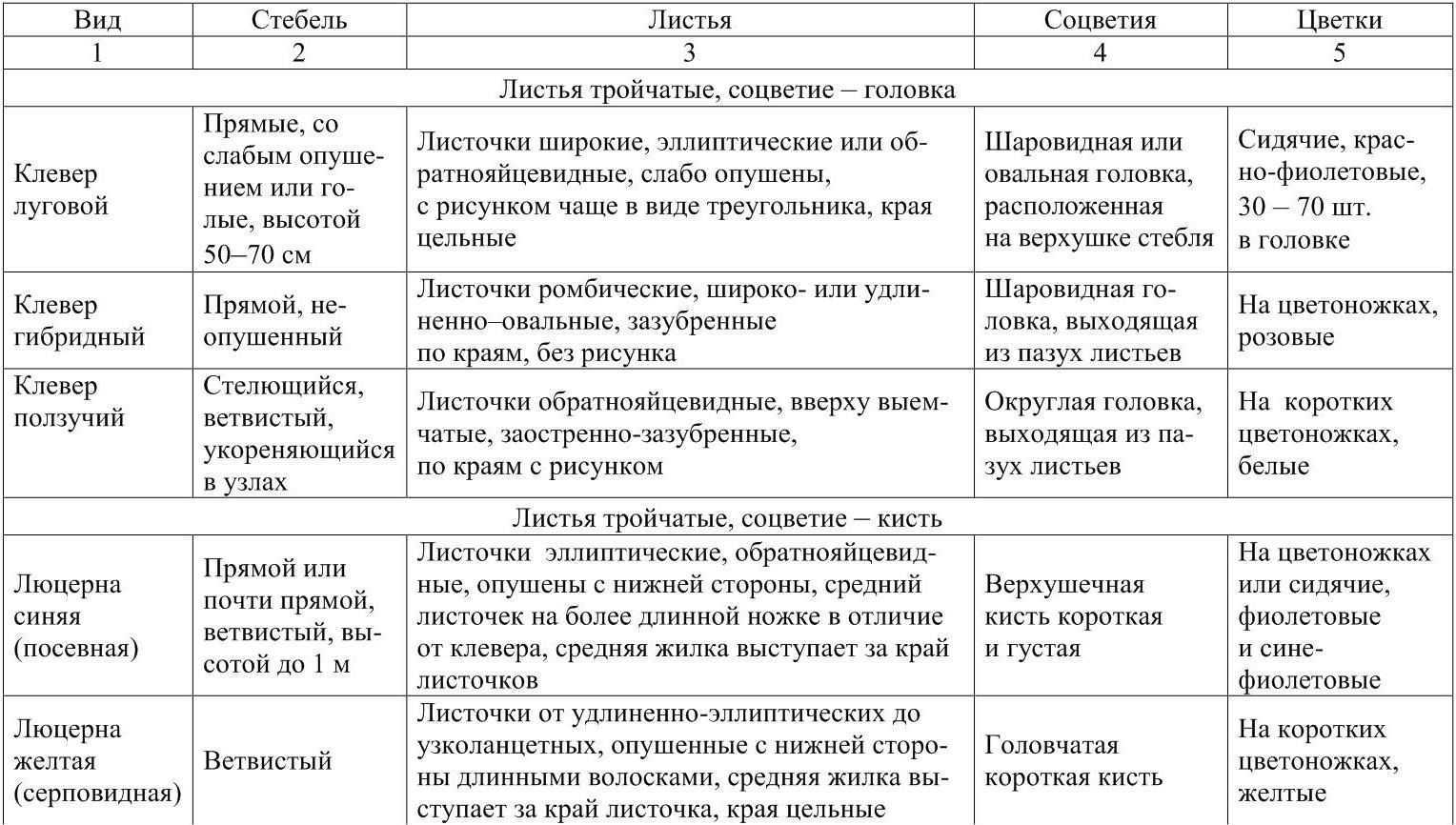 Клевер луговой - описание, характеристика и лечебные свойства растения