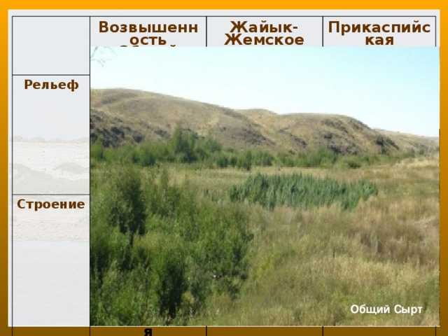 Общий сырт