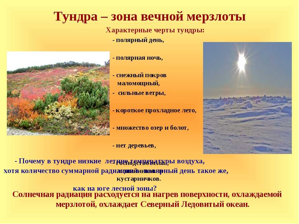 Климатические  условия тундры: природные и погодные особенности, растения и животные