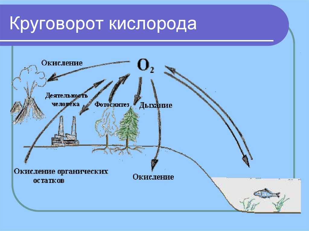 ИСТОЧНИКИ ЭНЕРГИИ В БИОСФЕРЕ ПОТОКИ ЭНЕРГИИ В БИОСФЕРЕ ТРОФИЧЕСКИЕ ЦЕПИ КРУГООБОРОТЫ ВЕЩЕСТВА Самоочистка- возможность среды разрушать, переделывать