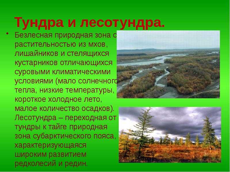 Ледяные пустыни мира: биом тундры - как - 2023