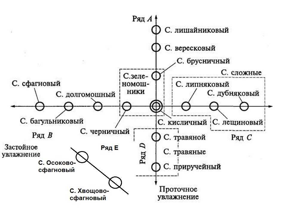 Леса россии — хвойные, смешанные, широколиственные и мелколиственные