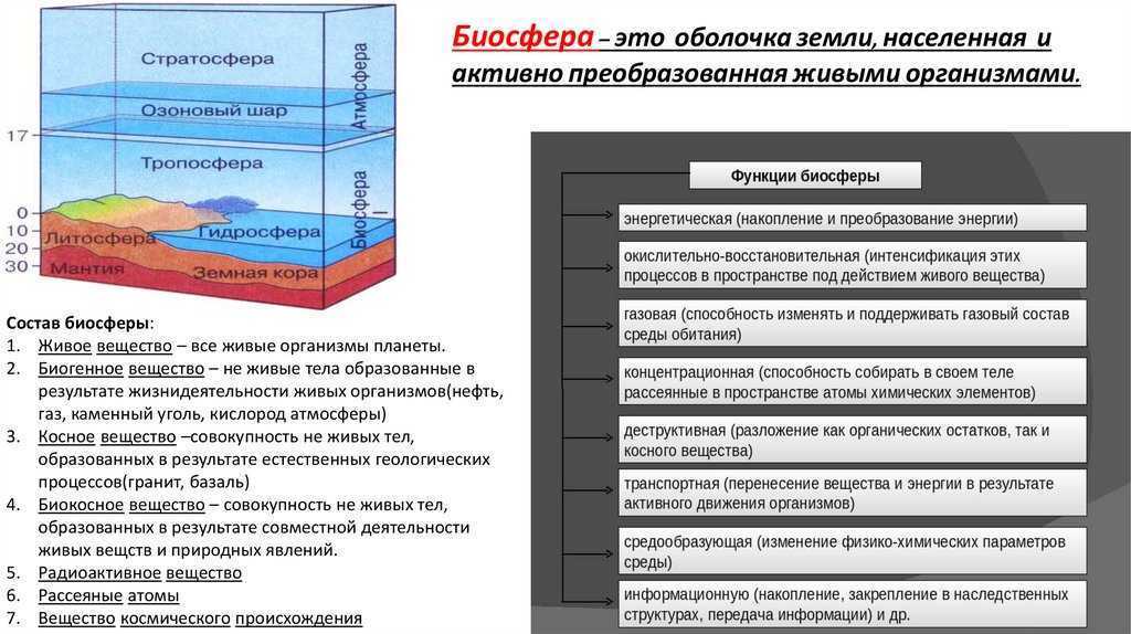 Биосфера – глобальная экосистема. учение в.и. вернадского о биосфере. живое вещество, его функции. особенности распределения биомассы на земле
